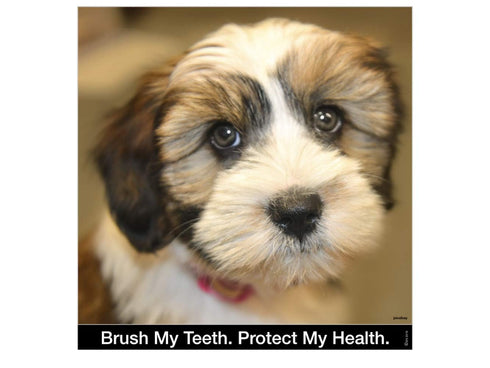 Small Dog Toothbrush, Rounded Brush Head with Soft Flexible Bristles for Gentle Brushing, Multicolor