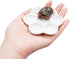 Neeenn 3 Pack Hermit Crab Food Bowl & Water Dish, Ceramic Hermit Crab Feeder Kit, Suitable for Hermit Crab Tarantula