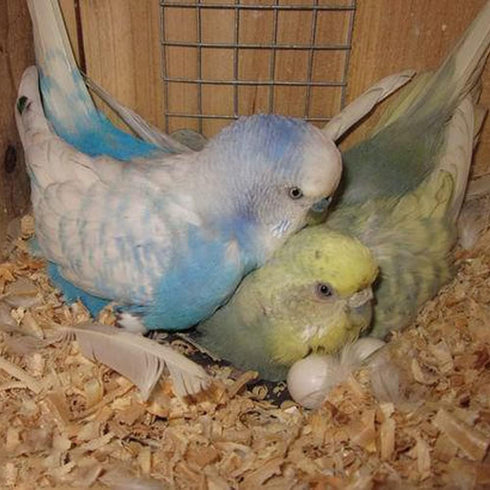 WOLEDOE 8Pcs 14mm*19mm Fake Bird Eggs, Stop Egg Laying fit Parrotlet, American Parakeet, Budgie, Diamond-Dove