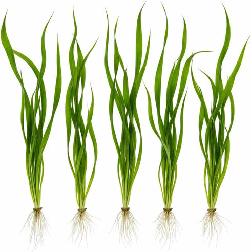 Jungle Valisnaria Spiralis - 6 Pack Bare Root : Live Aquarium Plants