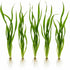 Jungle Valisnaria Spiralis - 6 Pack Bare Root : Live Aquarium Plants