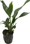 Aquarium Peace Lily (Spathiphyllum Wallisii) Live Aquatic Plant