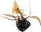PLANTEREST Dwarf Water Lily Loose Nymphaea Rubra Bulb Live Aquarium Plant Decorations BUY2GET1FREE