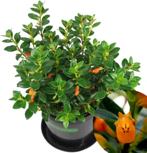 LRWI 4'' 4-7 Inch Trailing Goldfish Plant Live in Pot, Hardy Goldfish Plant for Hanging Basket, Easy-Care Houseplant