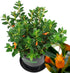 LRWI 4'' 4-7 Inch Trailing Goldfish Plant Live in Pot, Hardy Goldfish Plant for Hanging Basket, Easy-Care Houseplant