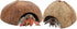 2 Pack Spider Coconut Shell Shelter, Hermit Crab Hideout, Lizard Hiding Cave, Fish Tank Decoration