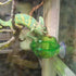 Tfwadmx Chameleon Bowl, Reptile Feeding Feeder, Water Dish Gecko Ledge Suction Cup Feeder, 2 Pcs