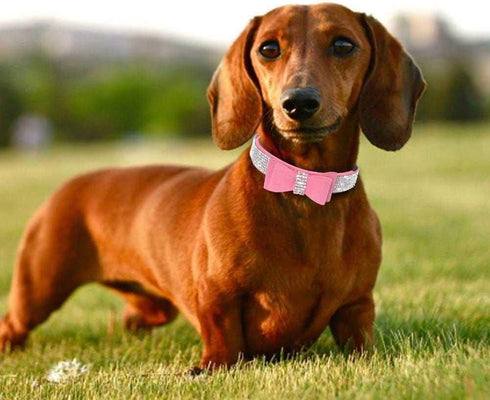 Cute Dog Collar with Bling Rhinestone - Fancy Crystal Diamond Glitter Collars for Small, Medium, and Large Dogs (S,
