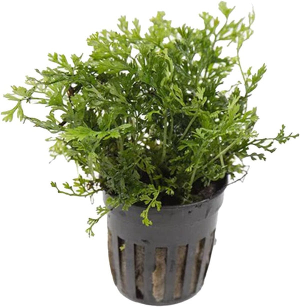 AquaLeaf Aquatics Foreground Potted Live Aquarium Plants | Freshwater Aquatic Plants for Aquariums (Potted
