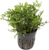 AquaLeaf Aquatics Foreground Potted Live Aquarium Plants | Freshwater Aquatic Plants for Aquariums (Potted
