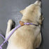 6FT Reflective Slip Leash - Non-Slip Training Leash for Large and Medium Dogs