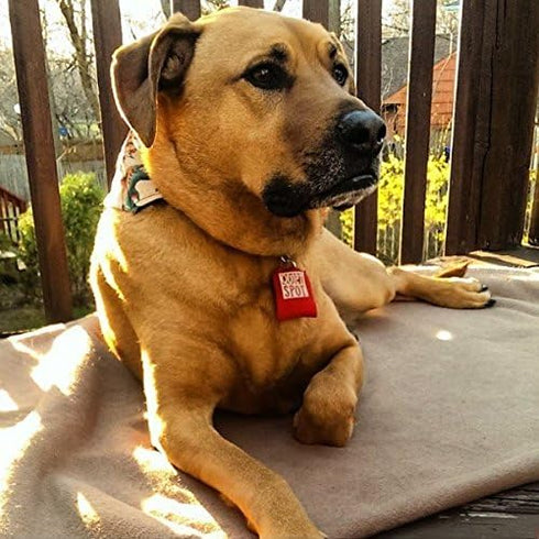 Pet Tag Silencer in Pink