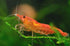 AQUATICBLENDEDFOODS A109 2oz) Super Freshwater Shrimp Food,Calcium,Spirulina,Crayfish & Snail Mix,Cherry Shrimp,Bottom