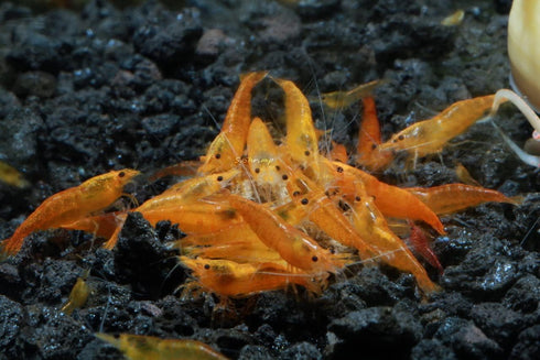 8+ 1/4 1/2 inch 8 Count (Pack 1) Orange Sunkist Neocaridina Freshwater Aquarium Shrimps to Long Live Arrival