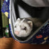 Ferret Rat Hammock Bed Nation Cage Accessories Kit Set for Guinea Pig Ferret, 13.8inch Hideouts Cave