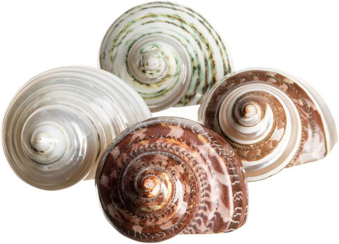 4 2-2.5" 1" Hermit Crab Shells | Turbo Shells | Assorted Turbo Shells | Opening Size Approx. | Hermit Crab House