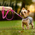 Rhinestone Bling Cute Bowknot Leather Dog Cat Collar & Leash Set for Small Dogs with Crystal Diamonds Studded