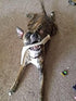 XL Deer Antler Dog Chew - Jumbo, Extra Large for Large Dogs and Aggressive Chewers