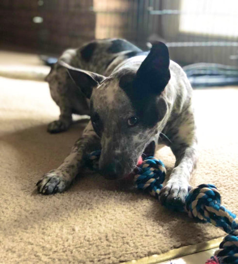 XL Dog Rope Toy for Aggressive Chewers - Nearly Indestructible, Durable Dog Toys for Large Dogs, Blue