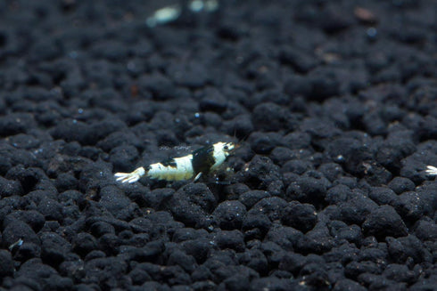 1/4 1/2 inch (5 Crystal Black Shrimp SS Grade - Live Freshwater Aquarium Shrimp - to Shrimp)