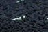 1/4 1/2 inch (5 Crystal Black Shrimp SS Grade - Live Freshwater Aquarium Shrimp - to Shrimp)