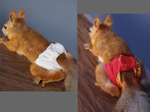 (3pc, Squirrel Diapers-Highly Absorbent with Strong & Flexible Hook and Loop Pants No Leak Reusable Diapers Urine Wet