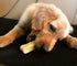 Premium Himalayan Yak Cheese Dog Chews - Long-Lasting Treats for Aggressive Chewers, All Dog Sizes - Natural Yak Cheese