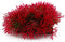 Yosoo Plastic Artificial, Red Aquarium Plants Red Silk Aquarium Plant Plant Aquarium Water Grass Fish Tank Ornament Underwater Decoration Ornament