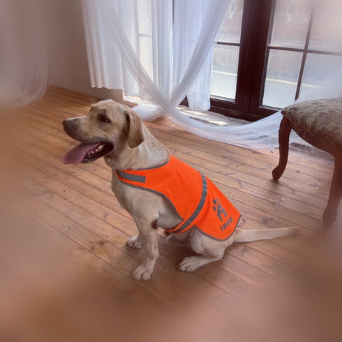 High Visibility Reflective Dog Vest, Safety Vest for Walking, Jogging, or Training, Size L