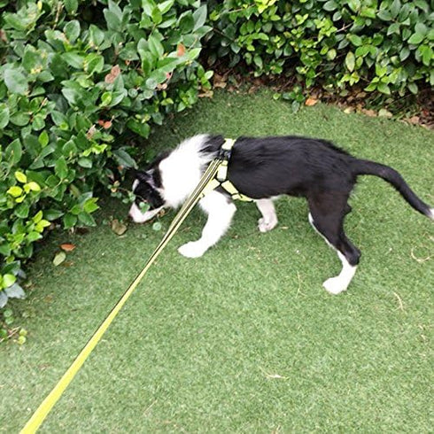 Creation Core Reflective Dog Leash Durable Padded Pet Leash Strap for Puppy Pet Leash Rope, Green 6.5Ft Long 0.8" Wide