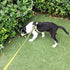 Creation Core Reflective Dog Leash Durable Padded Pet Leash Strap for Puppy Pet Leash Rope, Green 6.5Ft Long 0.8" Wide
