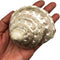 GENERIC 1PC Natural Fluorescent Conch.(3.5Inch ~4inch) Can be Used as Hermit Crab Replacement
