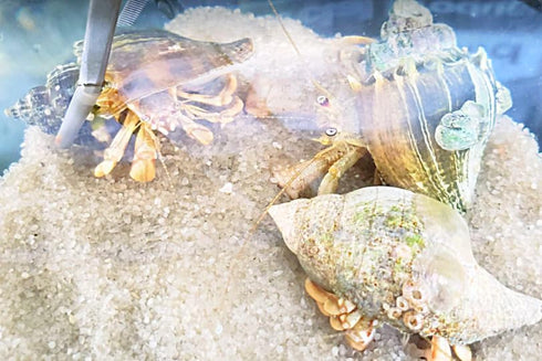Generic 10+ Live Small Marine White-Legged Hermit Crabs Reef Safe Algae Eaters & Cleanup Crew for Saltwater Aquariums
