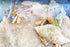 Generic 10+ Live Small Marine White-Legged Hermit Crabs Reef Safe Algae Eaters & Cleanup Crew for Saltwater Aquariums