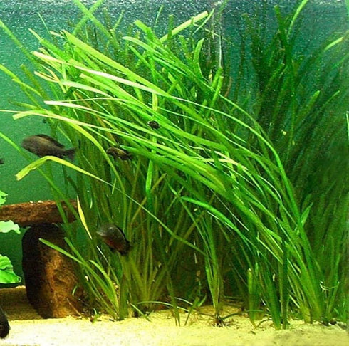 6 Marcus Fish Tanks Jungle Val - Jungle Vallisneria Live Aquarium Freshwater Plants