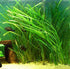 6 Marcus Fish Tanks Jungle Val - Jungle Vallisneria Live Aquarium Freshwater Plants