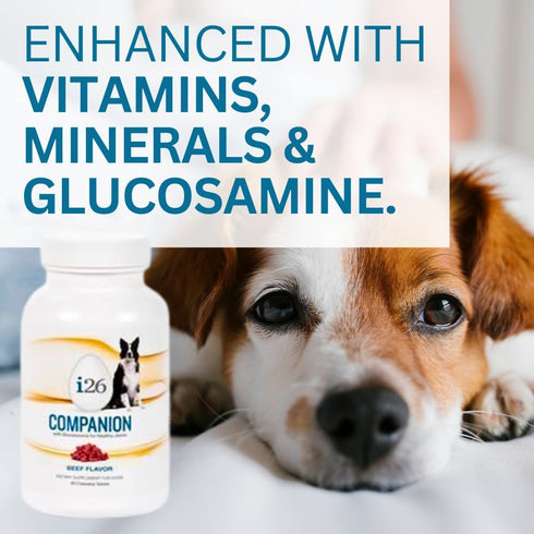 Chewable Dog Nutrition Companion - 60 Beef Tabs for Puppies to Adults