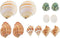12pcs Aquarium Natural Conch Shells Set Hermit Crab Replacement Shells Fish Tank