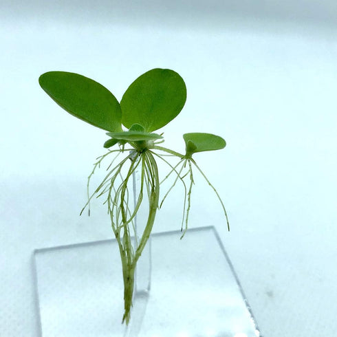 Aquarigram Live Water Lettuce Floating Plant for Aquariums