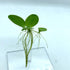 Aquarigram Live Water Lettuce Floating Plant for Aquariums