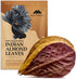 Premium Indian Almond Leaves, Aquarium Decorations, 50g Pack (20-25 Leaves), Rich in Tannin for Shrimp & Betta