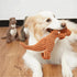 2023 New Indestructible Robust Dino, Durable Interactive Robustdino Dog Toy, Squeaky Dog Toys For Aggressive Chewers