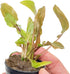 PLANTEREST BUY2GET1FREE Cryptocoryne Wendtii Red Potted Live Aquarium Plant Tropical Freshwater Decorations