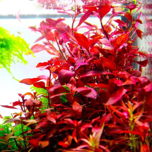 5 7 Super Red Ludwigia Aquarium Plants Live, Live Aquarium Tanks Ludwigia Aquatic Plants, No Root, to Stems, Live