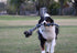 XL Dog Rope Toy for Aggressive Chewers - Nearly Indestructible, Durable Dog Toys for Large Dogs, Blue