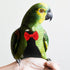 Reusable Bird Parrot Diaper Clothes Flight Suit with Bow Washable Soft Fabric Small Size for Outdoor Pet Bird Nappies