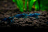 20+ High Grade Blue Dream Shrimps Neocaridina Live Freshwater Shrimp Aquarium Inverts (Live Guarantee or Replacemnt is