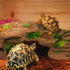 PINVNBY Turtle Basking Platform, Tortoise Resin Dock, Floating Ledge Aquarium Decoration for Reptiles