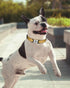 TagME Reflective Nylon Dog Collars, Adjustable Classic Dog Collar for Small Dogs, Khaki, 5/8" Width