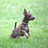 Cute Dog Collar with Bling Rhinestone, Fancy Crystal Diamond Glitter, Soft Cat Collars for Small Medium Large Dogs